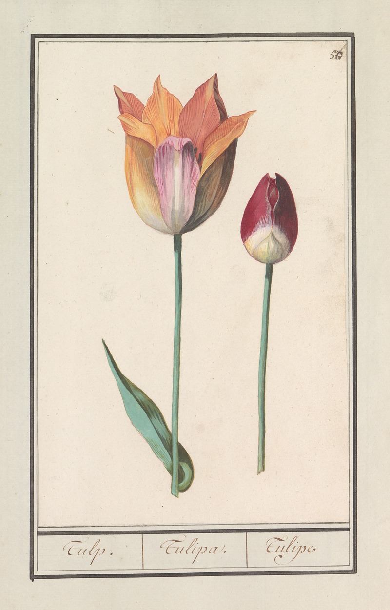 Tulp (Tulipa) by Anselmus Boëtius de Boodt, 1596-1610 — digital art print download