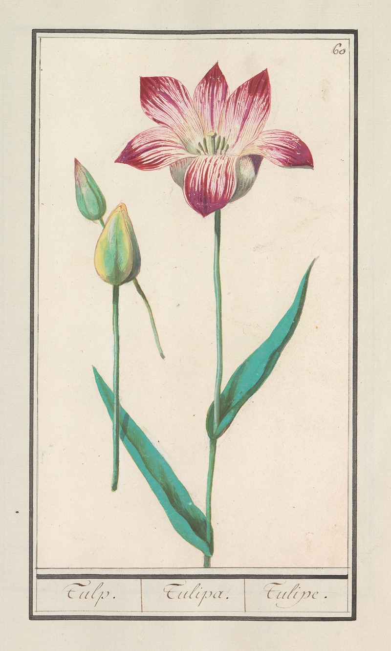 Tulp (Tulipa) by Anselmus Boëtius de Boodt, 1596-1610 — digital art print download