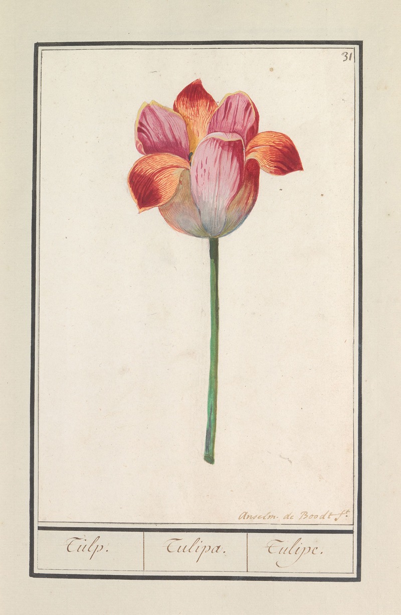 Tulp (Tulipa) by Anselmus Boëtius de Boodt, 1596-1610 — digital art print download