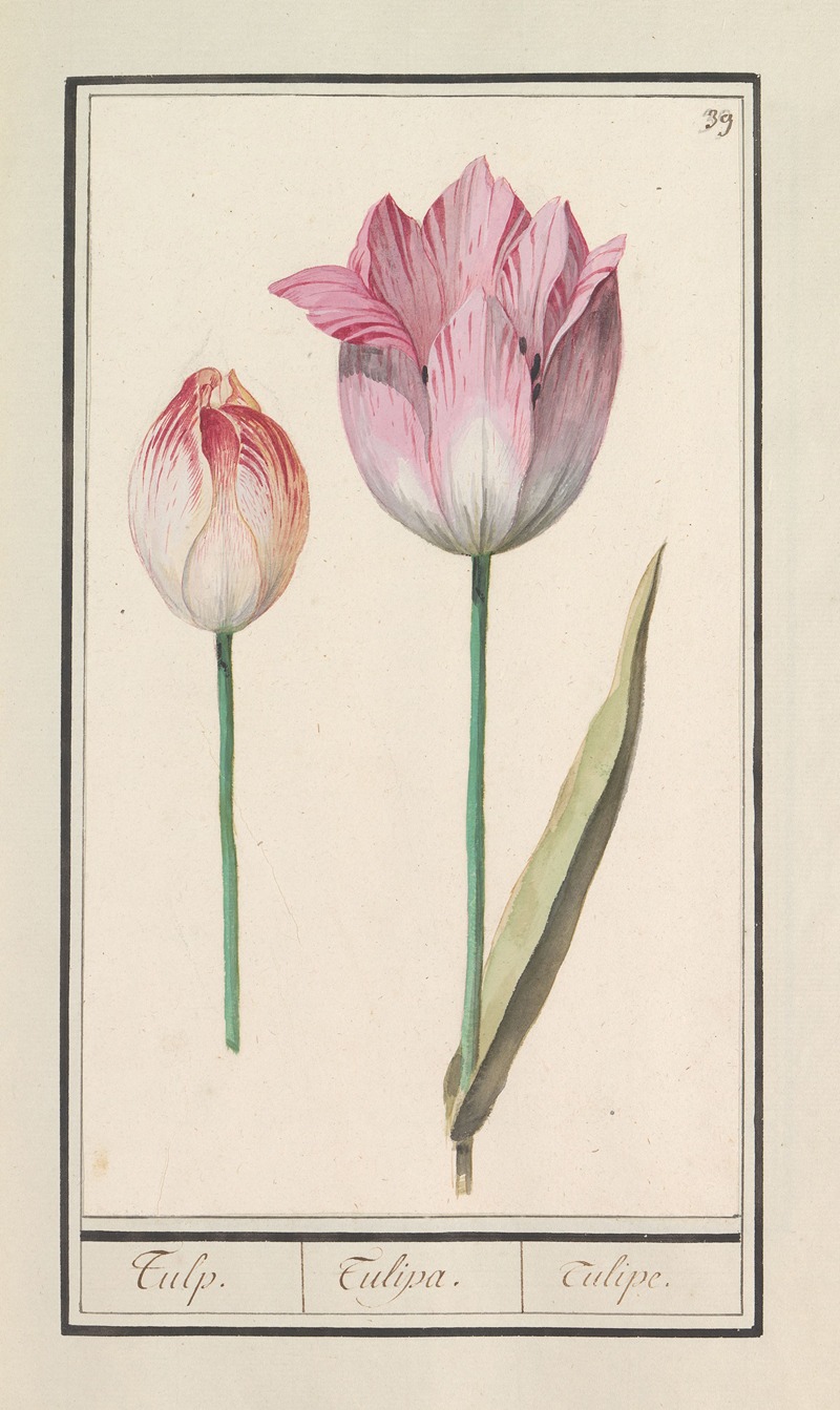 Tulp (Tulipa) by Anselmus Boëtius de Boodt, 1596-1610 — digital art print download