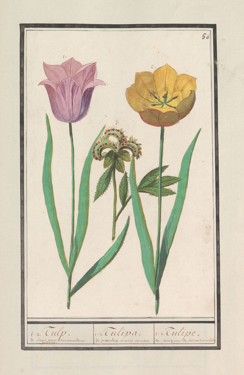 Tulp (Tulipa) en pioenroos (Paeonia) — Anselmus Boëtius de Boodt