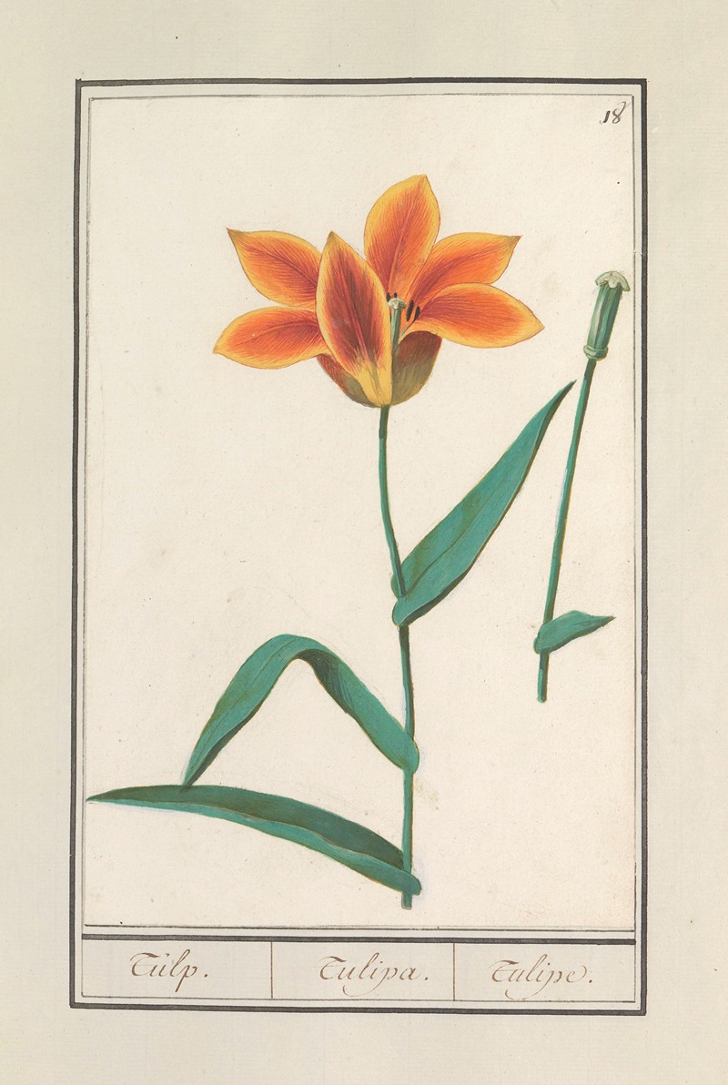 Tulp (Tulipa) by Anselmus Boëtius de Boodt, 1596-1610 — digital art print download