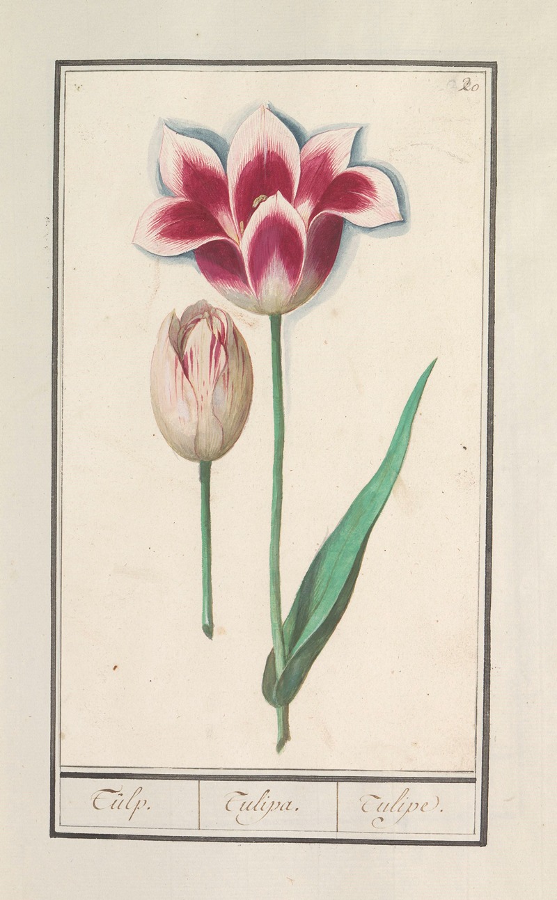 Tulp (Tulipa) by Anselmus Boëtius de Boodt, 1596-1610 — digital art print download