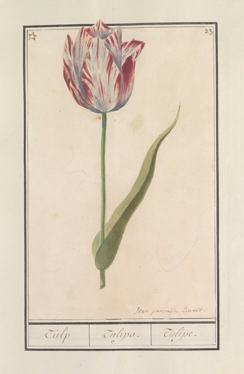 Tulp (Tulipa) by Anselmus Boëtius de Boodt, 1596-1610 — digital art print download