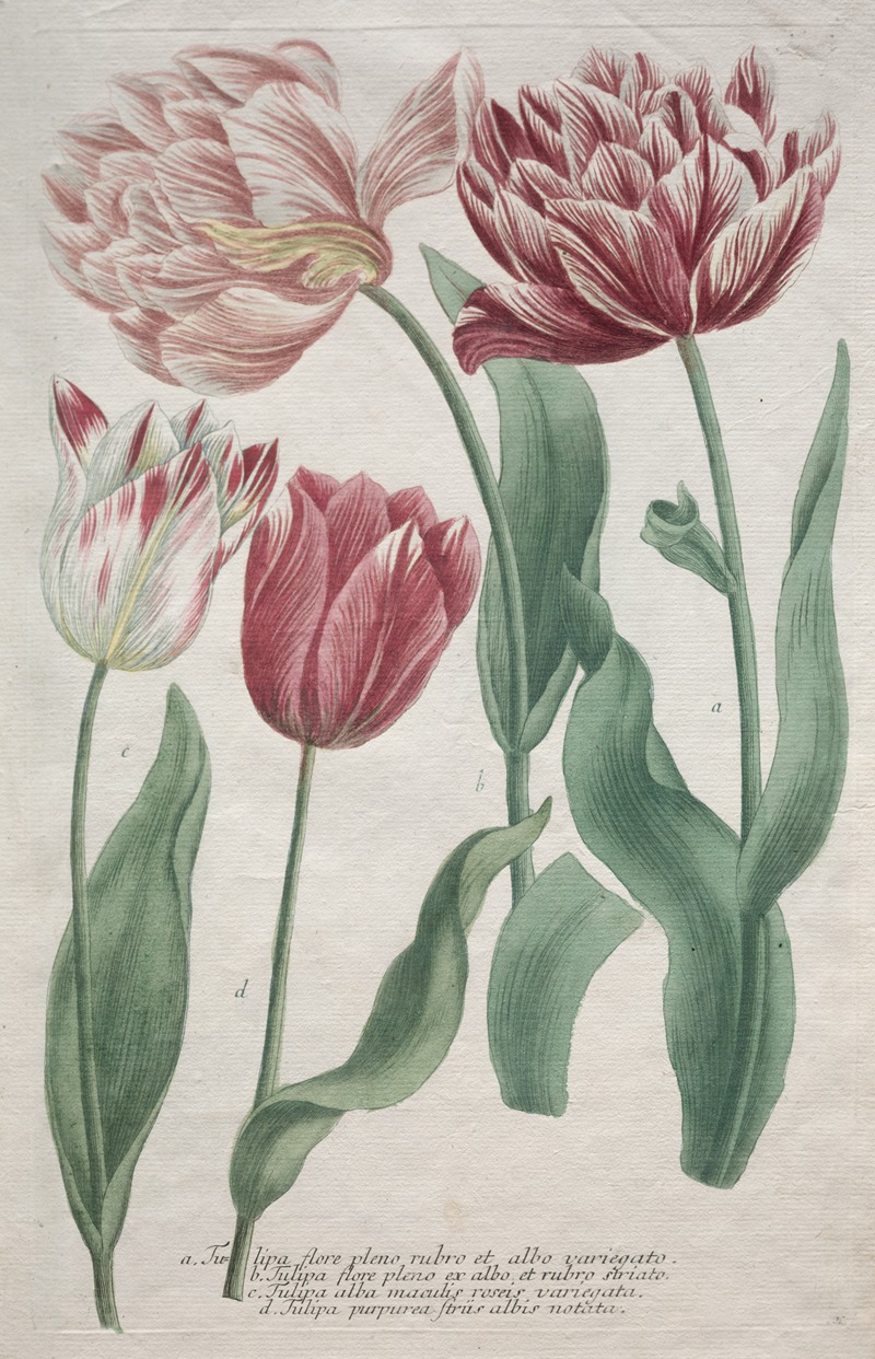 Tulips by Bartholomaus Seutter — digital art print download