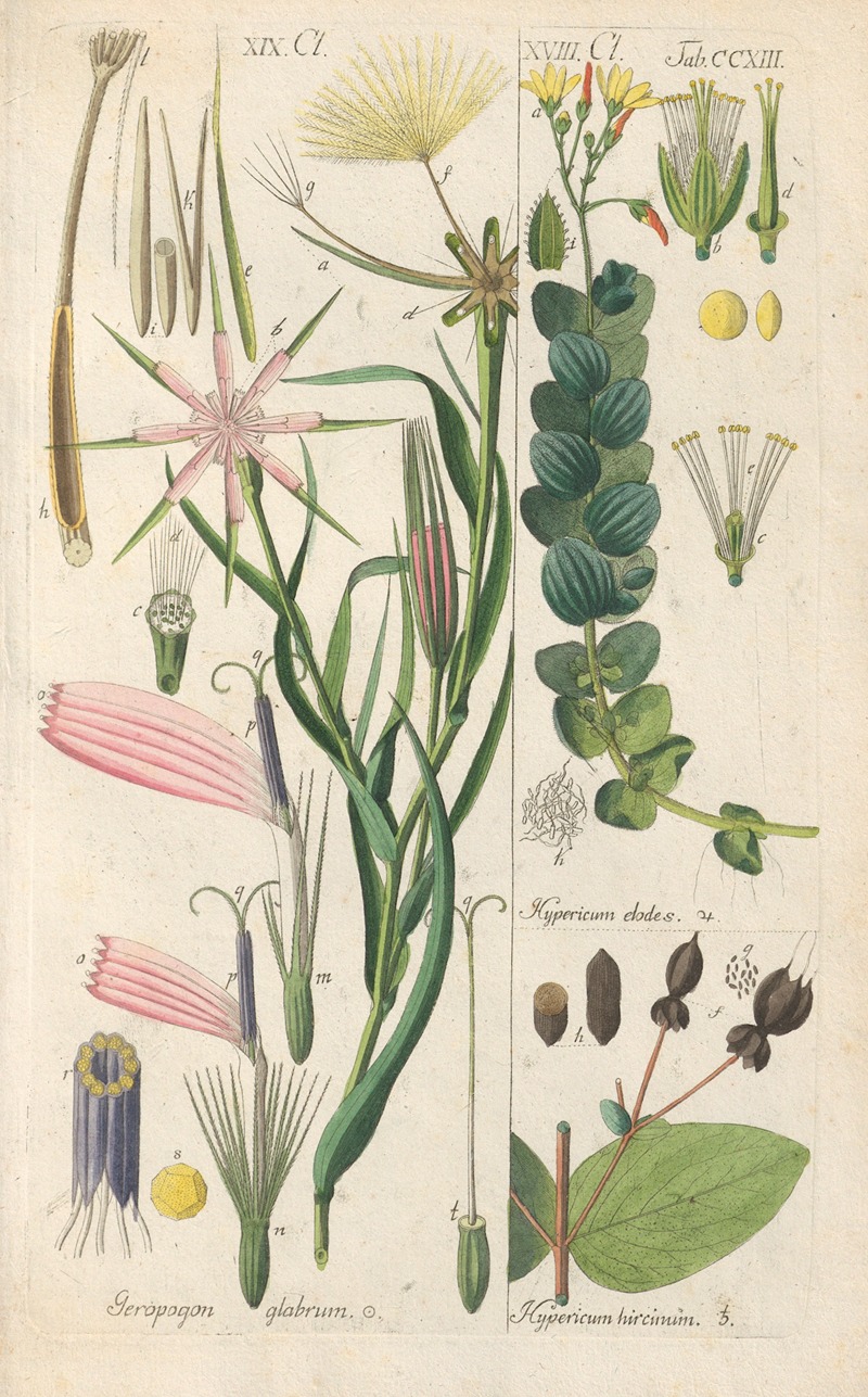 Botanisches Handbuch Pl.01 by Christian Schkuhr, 1808 — digital art print download