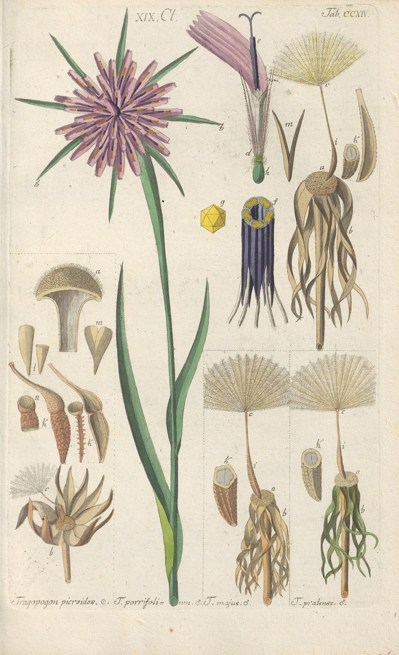 Botanisches Handbuch Pl.02 by Christian Schkuhr, 1808 — digital art print download