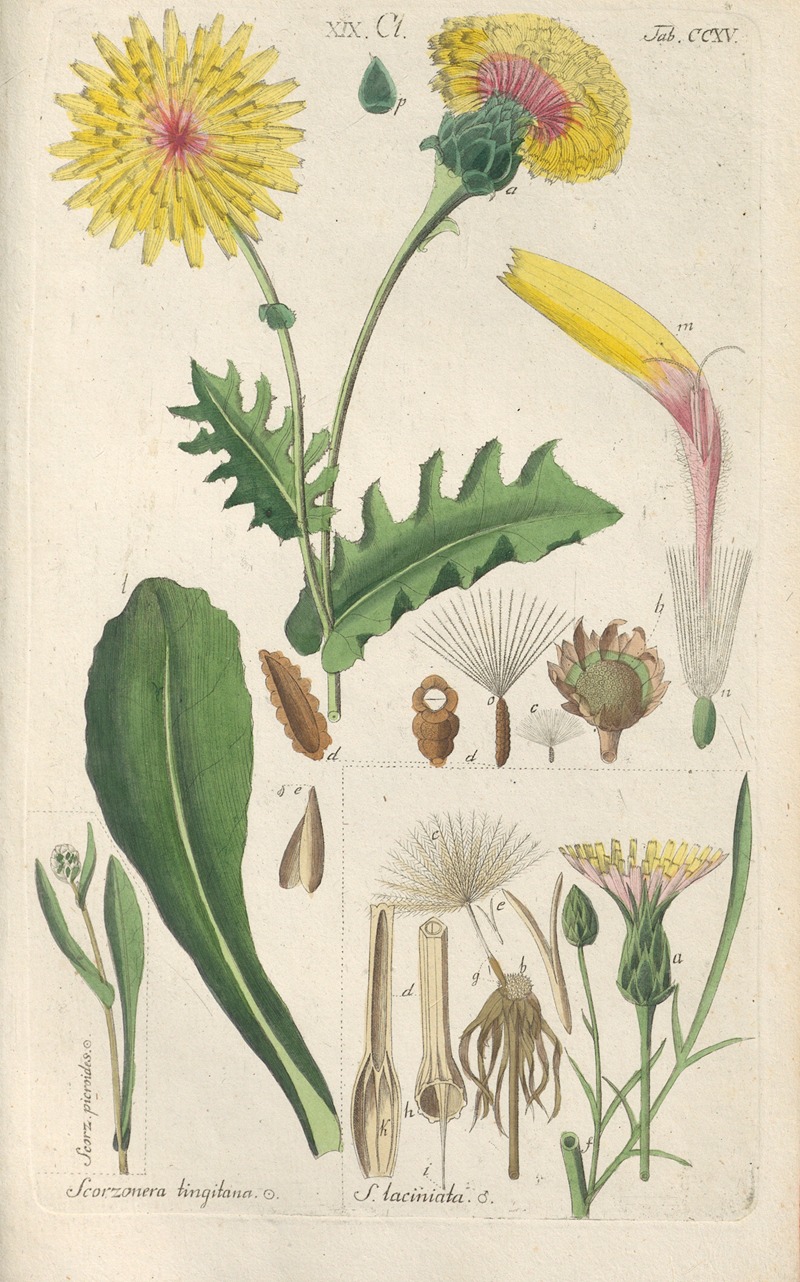 Botanisches Handbuch Pl.03 by Christian Schkuhr, 1808 — digital art print download