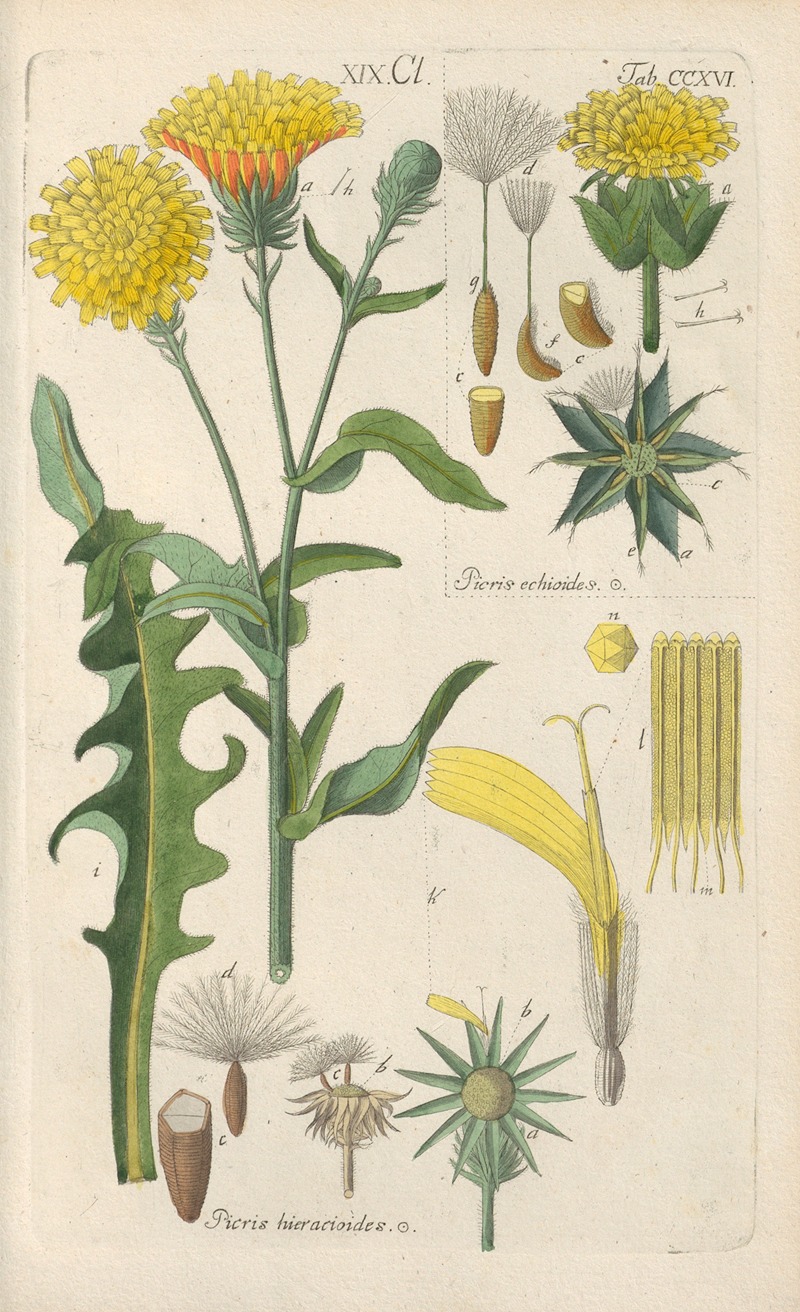 Botanisches Handbuch Pl.04 by Christian Schkuhr, 1808 — digital art print download