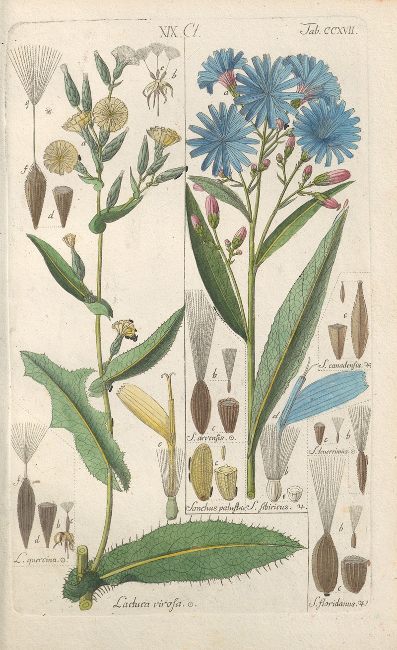 Botanisches Handbuch Pl.05 by Christian Schkuhr, 1808 — digital art print download