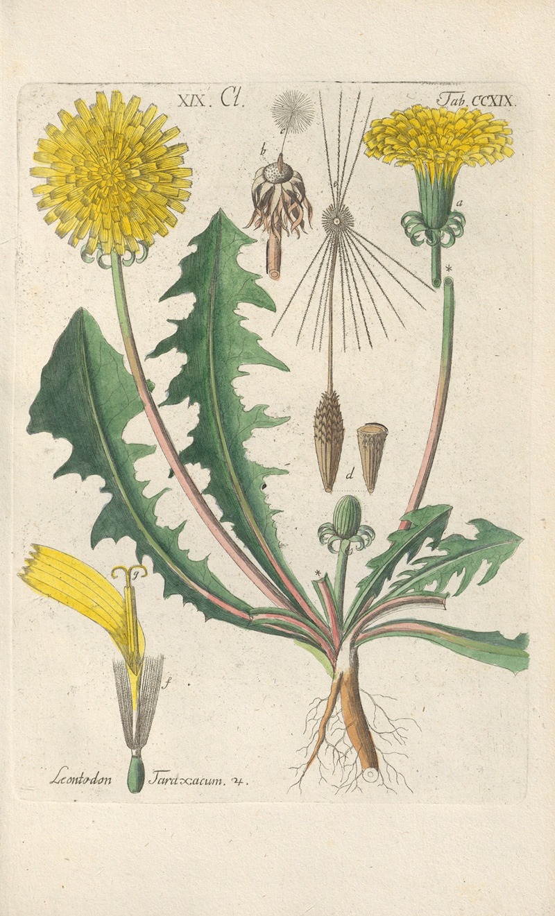Botanisches Handbuch Pl.07 by Christian Schkuhr, 1808 — digital art print download