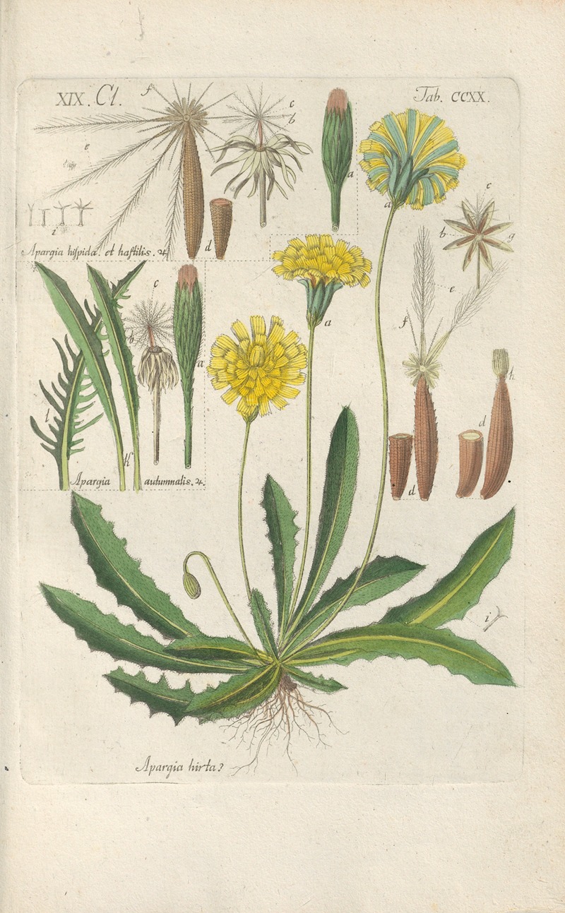 Botanisches Handbuch Pl.08 by Christian Schkuhr, 1808 — digital art print download