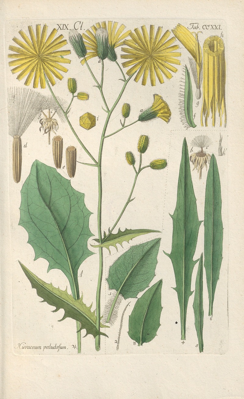 Botanisches Handbuch Pl.09 by Christian Schkuhr, 1808 — digital art print download