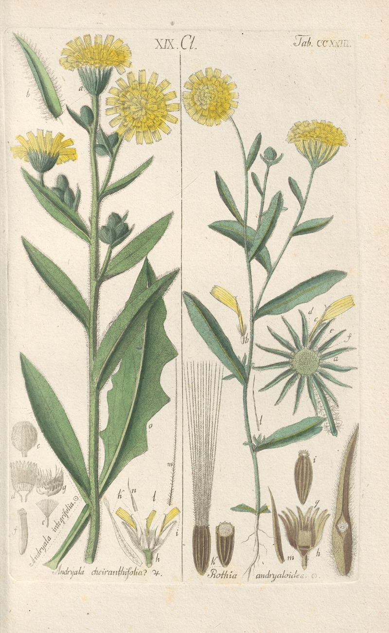 Botanisches Handbuch Pl.11 by Christian Schkuhr, 1808 — digital art print download