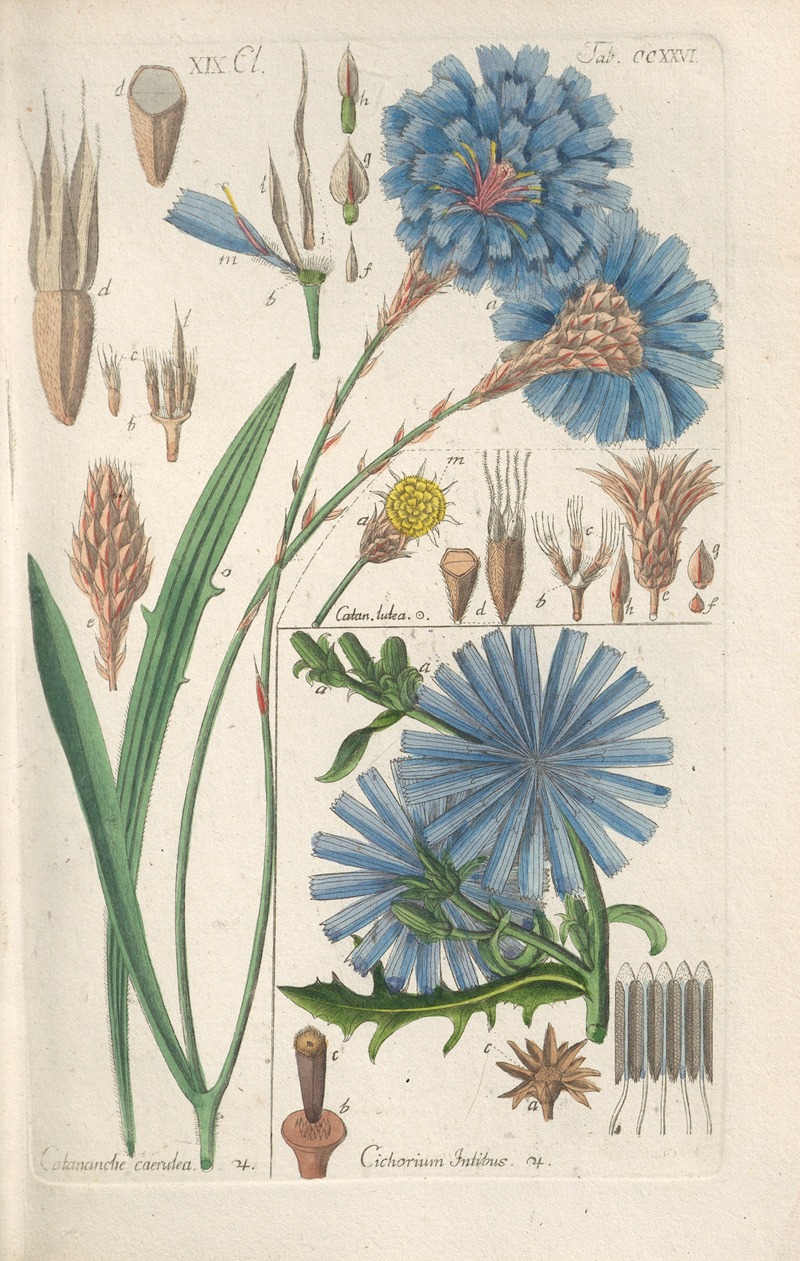 Botanisches Handbuch Pl.14 by Christian Schkuhr, 1808 — digital art print download