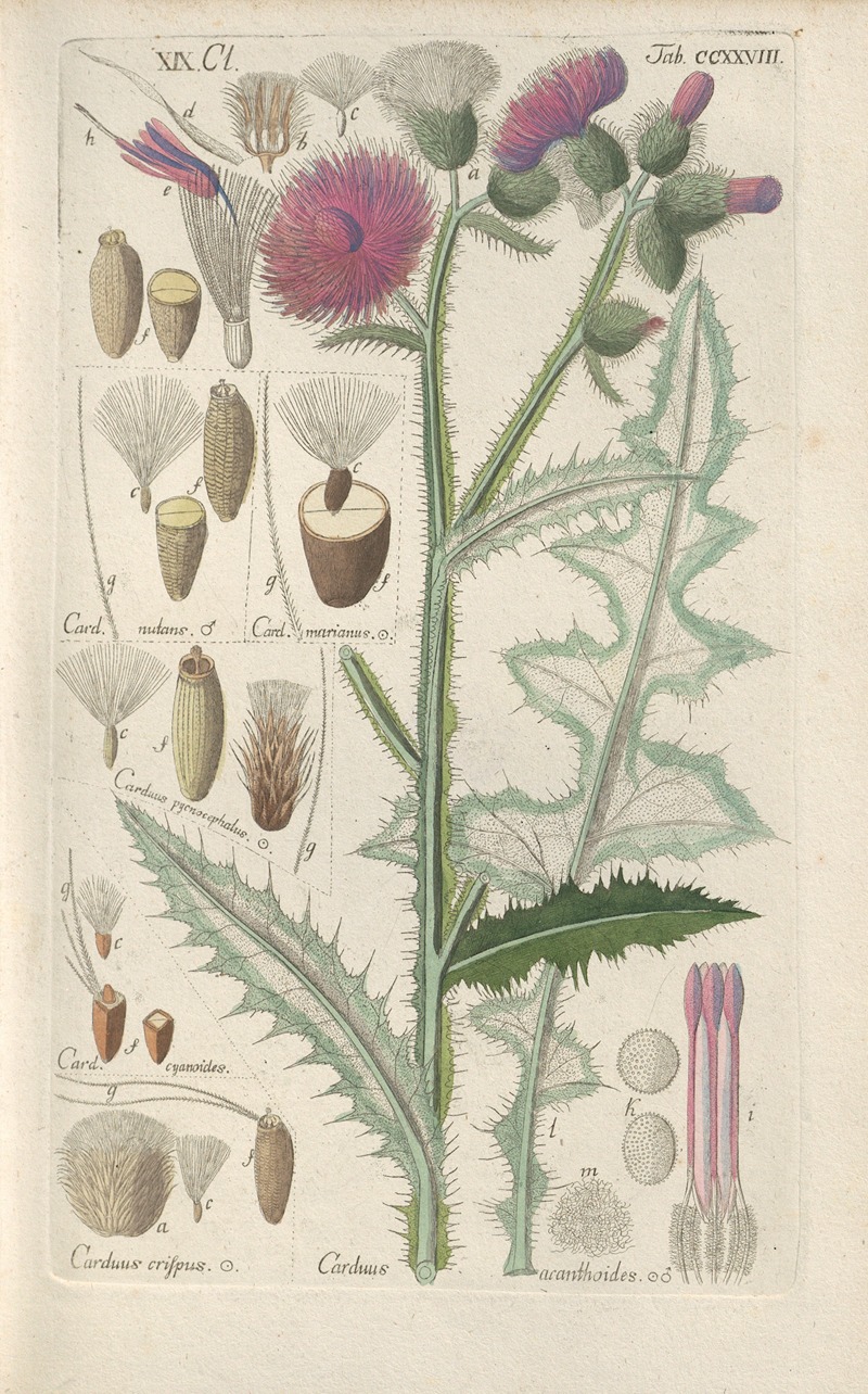 Botanisches Handbuch Pl.16 by Christian Schkuhr, 1808 — digital art print download