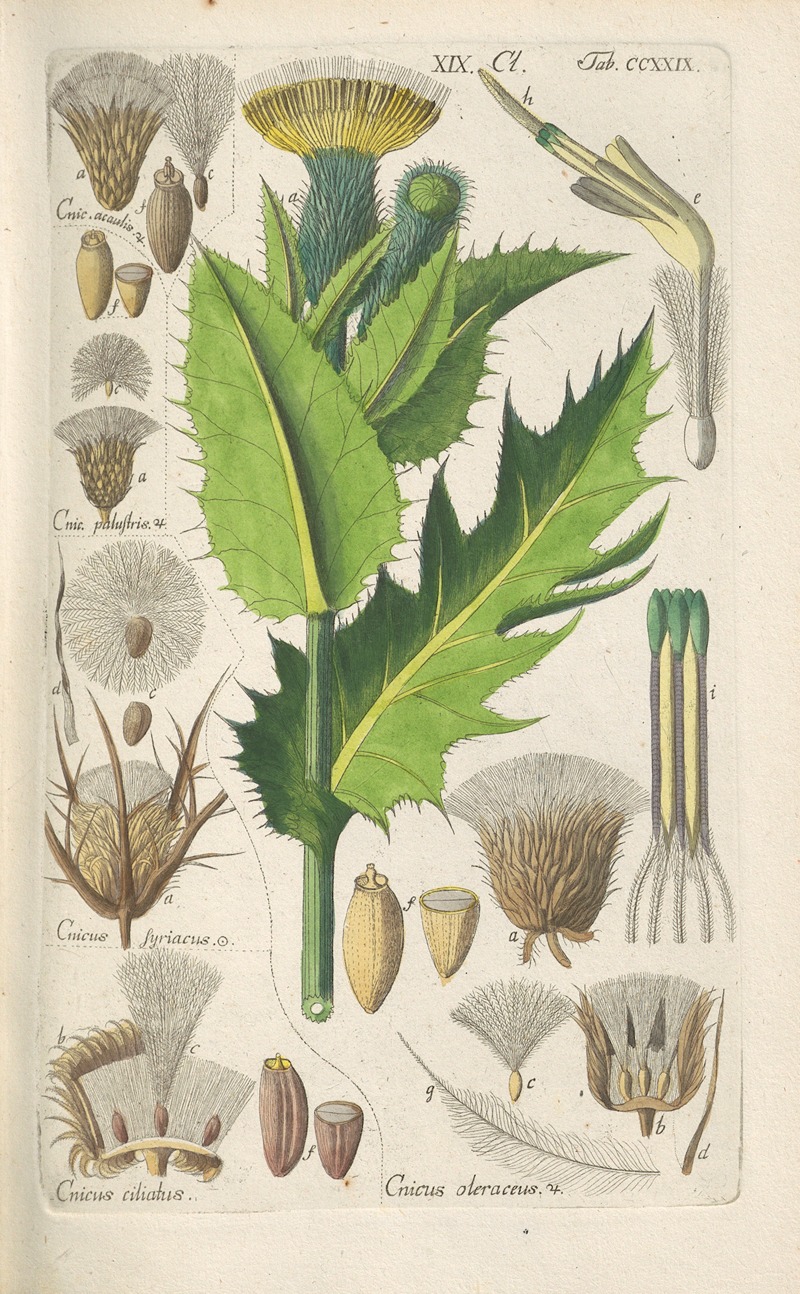 Botanisches Handbuch Pl.17 by Christian Schkuhr, 1808 — digital art print download