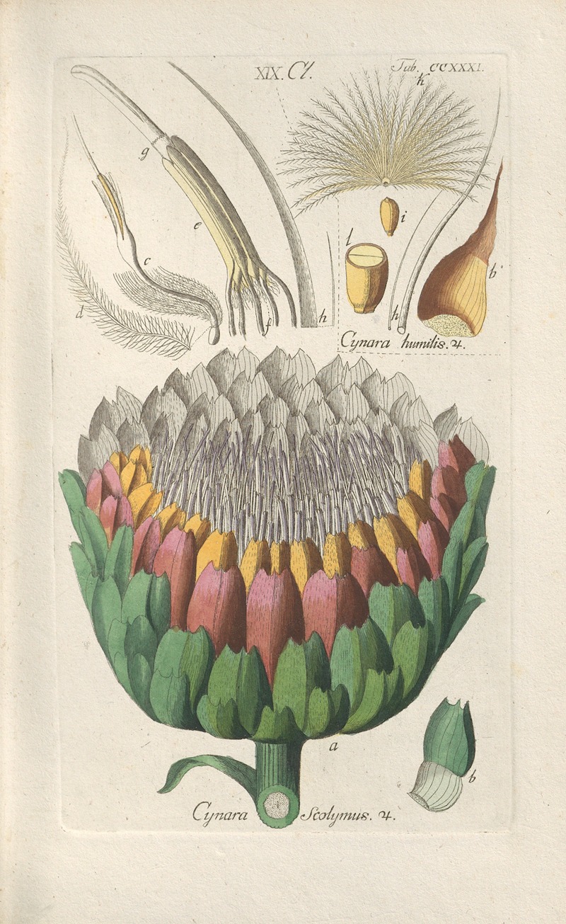 Botanisches Handbuch Pl.19 by Christian Schkuhr, 1808 — digital art print download