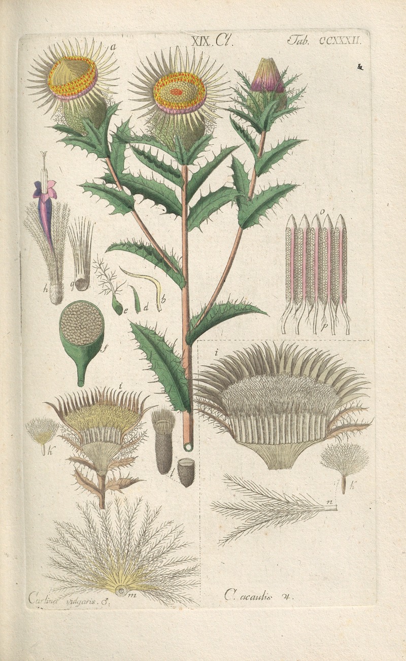 Botanisches Handbuch Pl.20 by Christian Schkuhr, 1808 — digital art print download