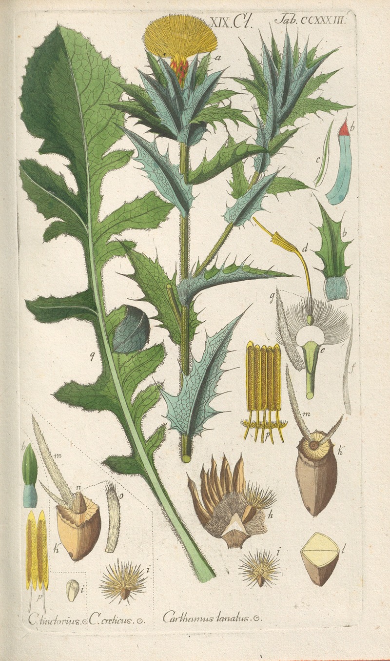 Botanisches Handbuch Pl.21 by Christian Schkuhr, 1808 — digital art print download