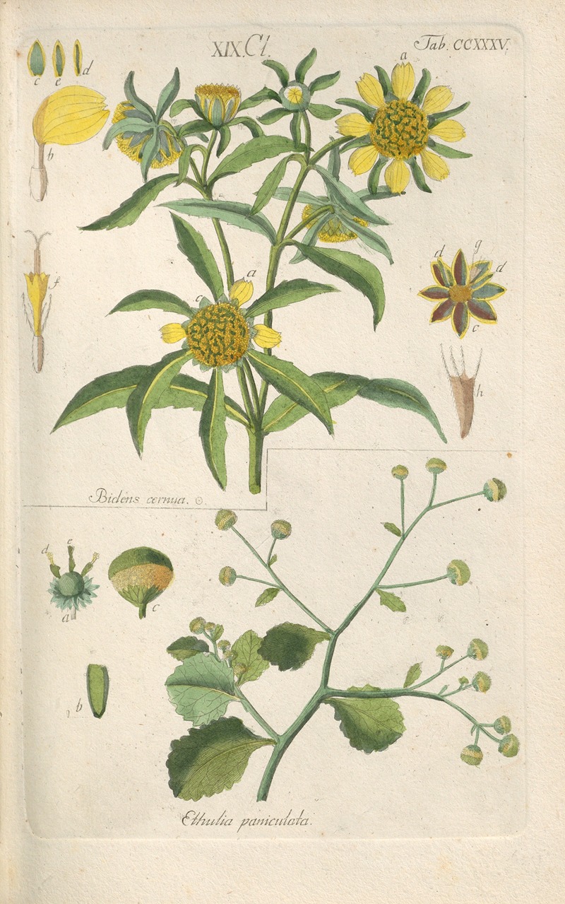 Botanisches Handbuch Pl.23 by Christian Schkuhr, 1808 — digital art print download