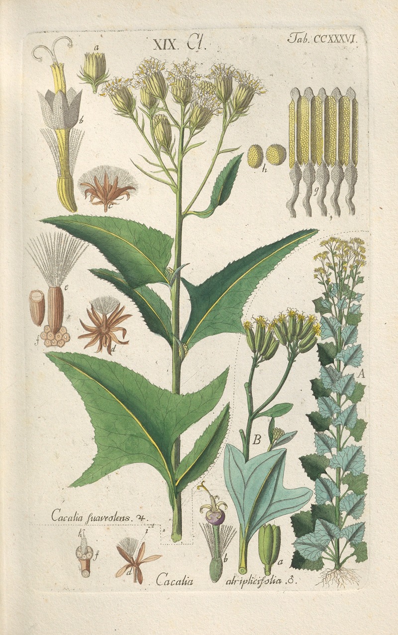 Botanisches Handbuch Pl.24 by Christian Schkuhr, 1808 — digital art print download