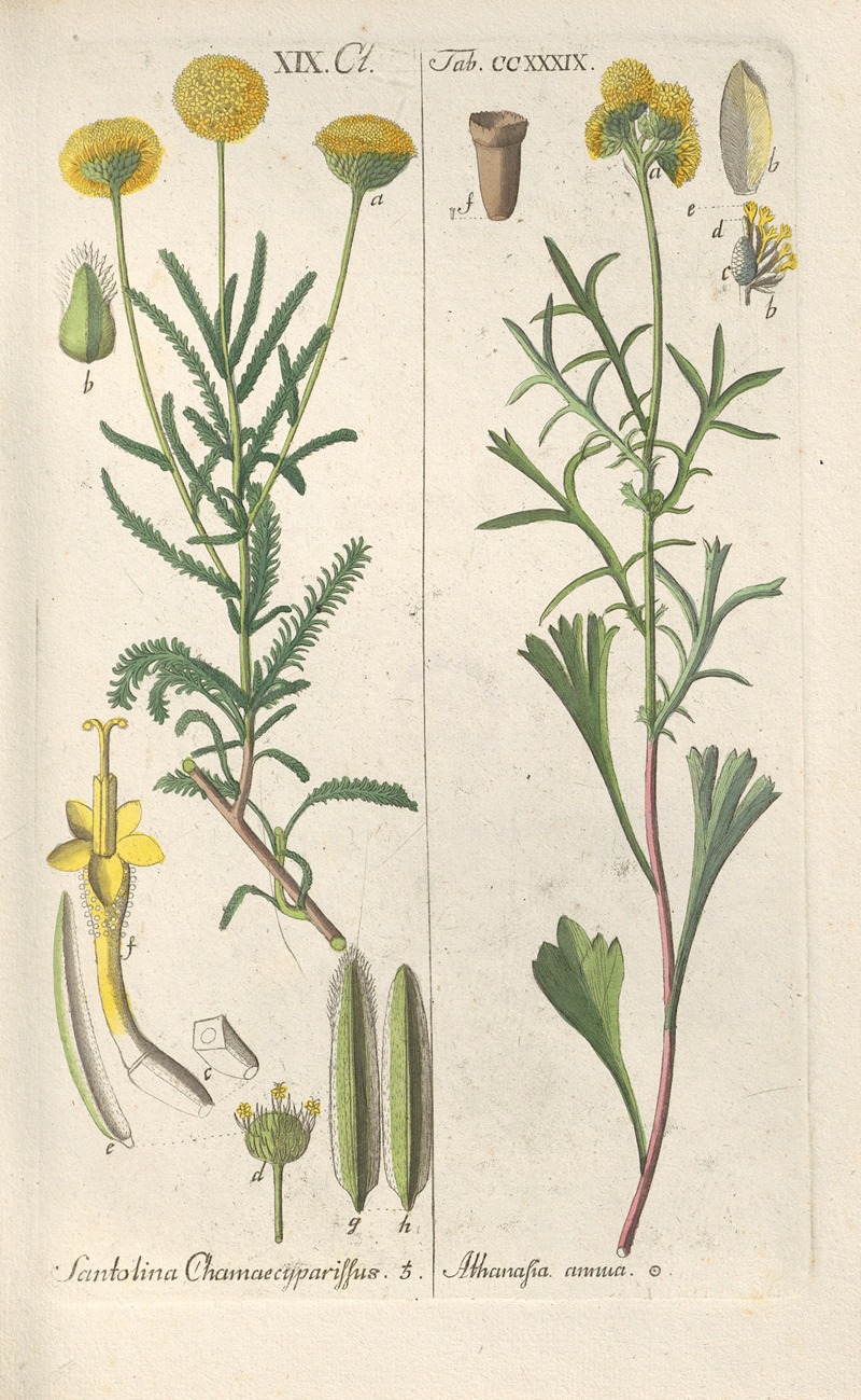 Botanisches Handbuch Pl.27 by Christian Schkuhr, 1808 — digital art print download