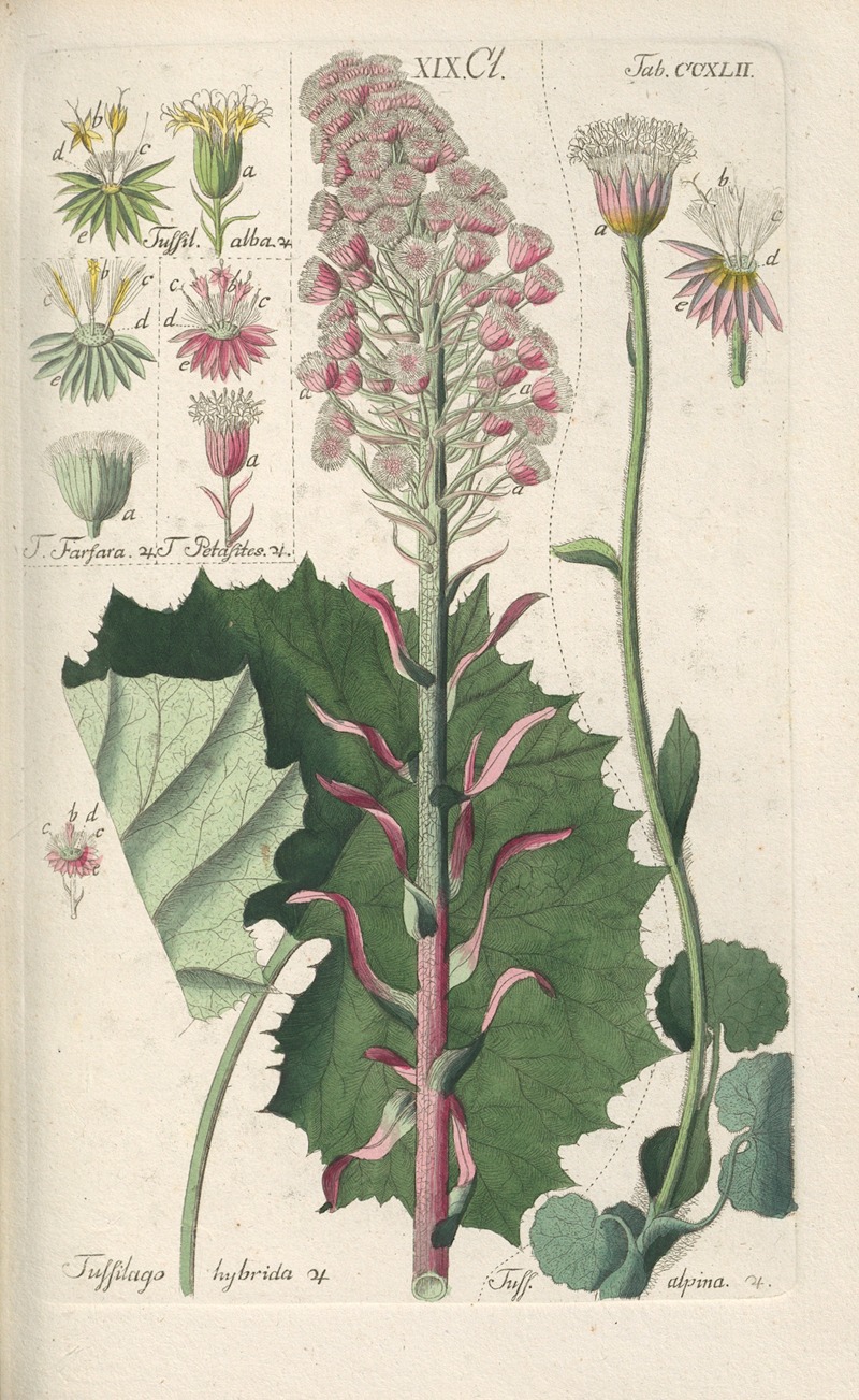 Botanisches Handbuch Pl.30 by Christian Schkuhr, 1808 — digital art print download