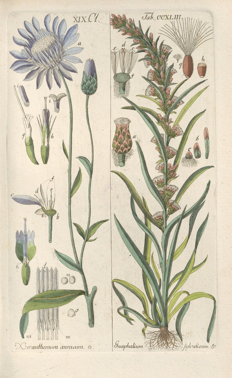 Botanisches Handbuch Pl.31 by Christian Schkuhr, 1808 — digital art print download