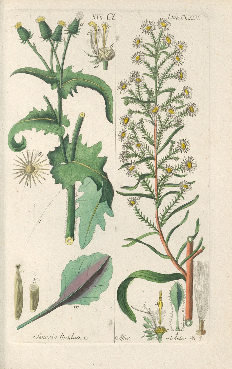 Botanisches Handbuch Pl.33 by Christian Schkuhr, 1808 — digital art print download