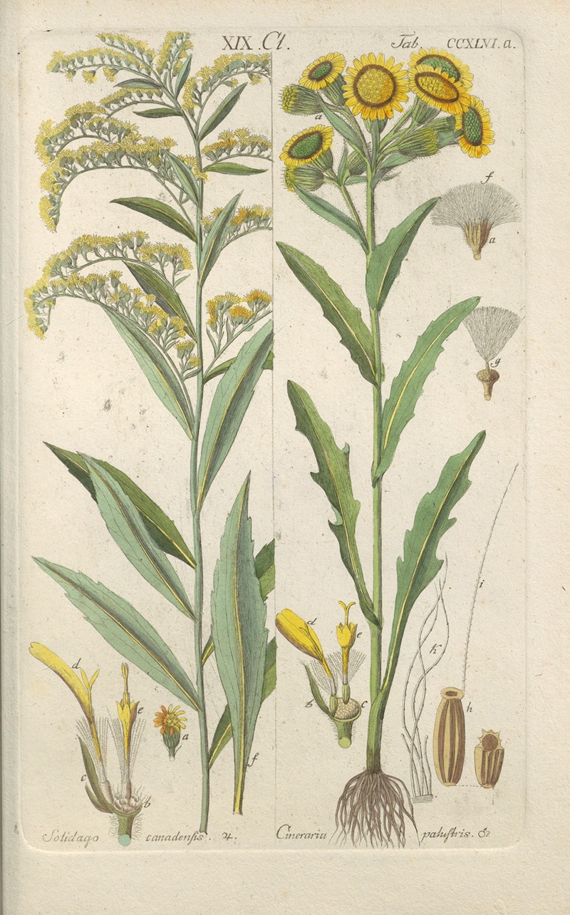 Botanisches Handbuch Pl.34 by Christian Schkuhr, 1808 — digital art print download