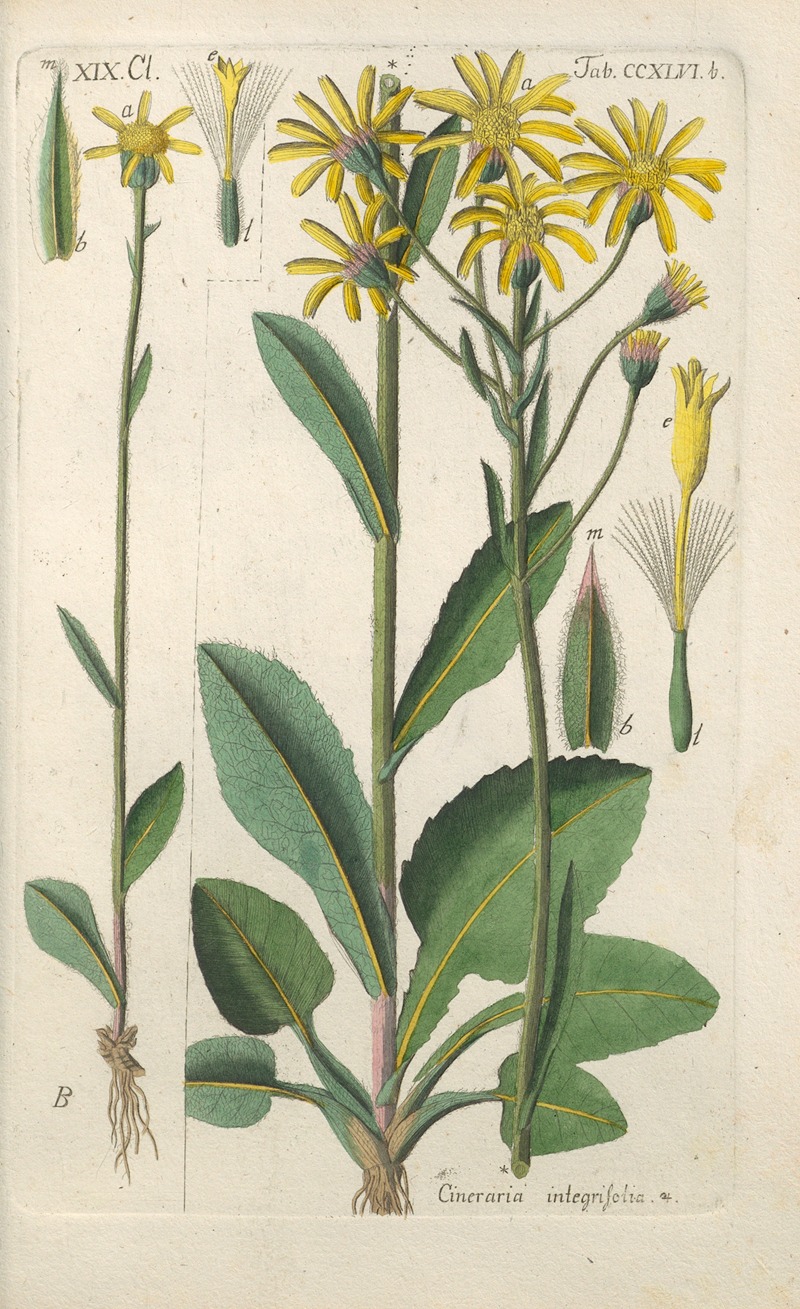 Botanisches Handbuch Pl.35 by Christian Schkuhr, 1808 — digital art print download
