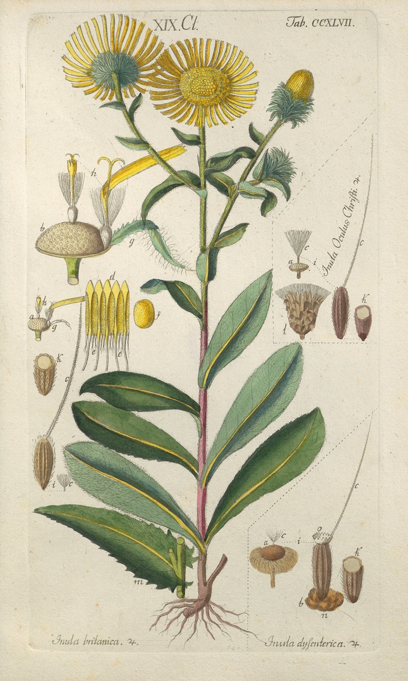 Botanisches Handbuch Pl.36 by Christian Schkuhr, 1808 — digital art print download