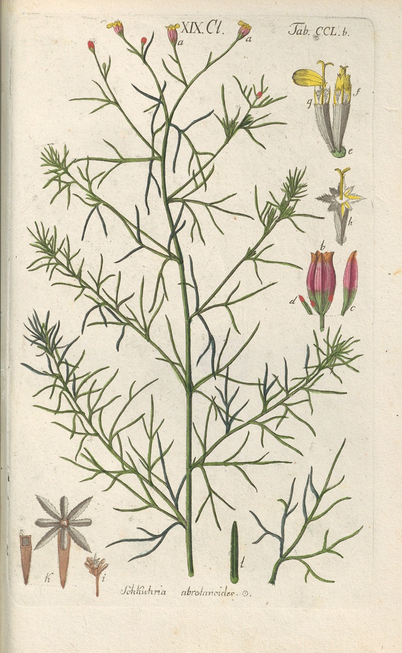 Botanisches Handbuch Pl.40 by Christian Schkuhr, 1808 — digital art print download