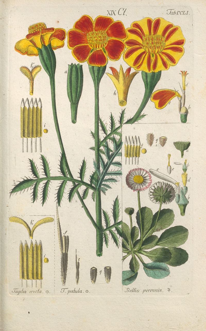 Botanisches Handbuch Pl.41 by Christian Schkuhr, 1808 — digital art print download