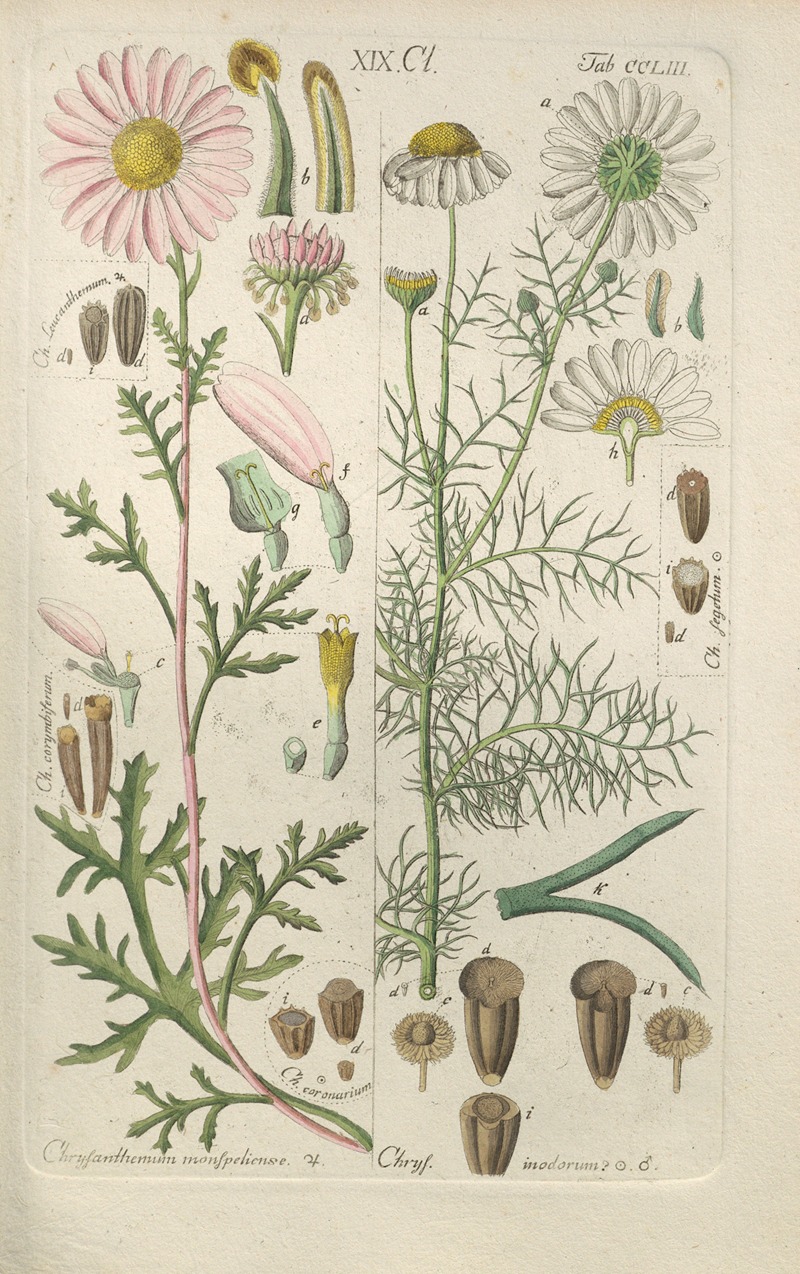 Botanisches Handbuch Pl.43 by Christian Schkuhr, 1808 — digital art print download