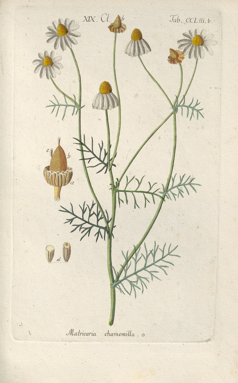 Botanisches Handbuch Pl.44 by Christian Schkuhr, 1808 — digital art print download