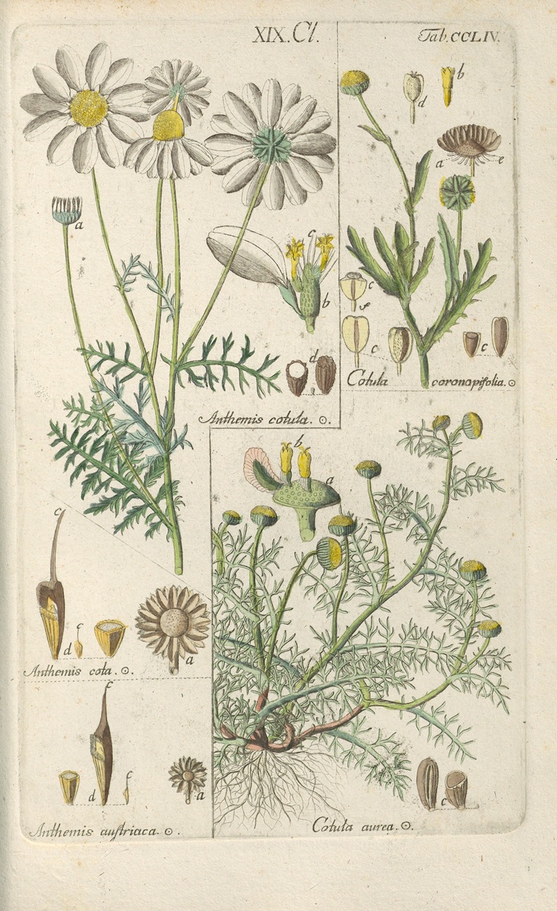 Botanisches Handbuch Pl.45 by Christian Schkuhr, 1808 — digital art print download