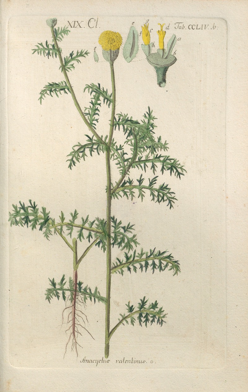 Botanisches Handbuch Pl.46 by Christian Schkuhr, 1808 — digital art print download