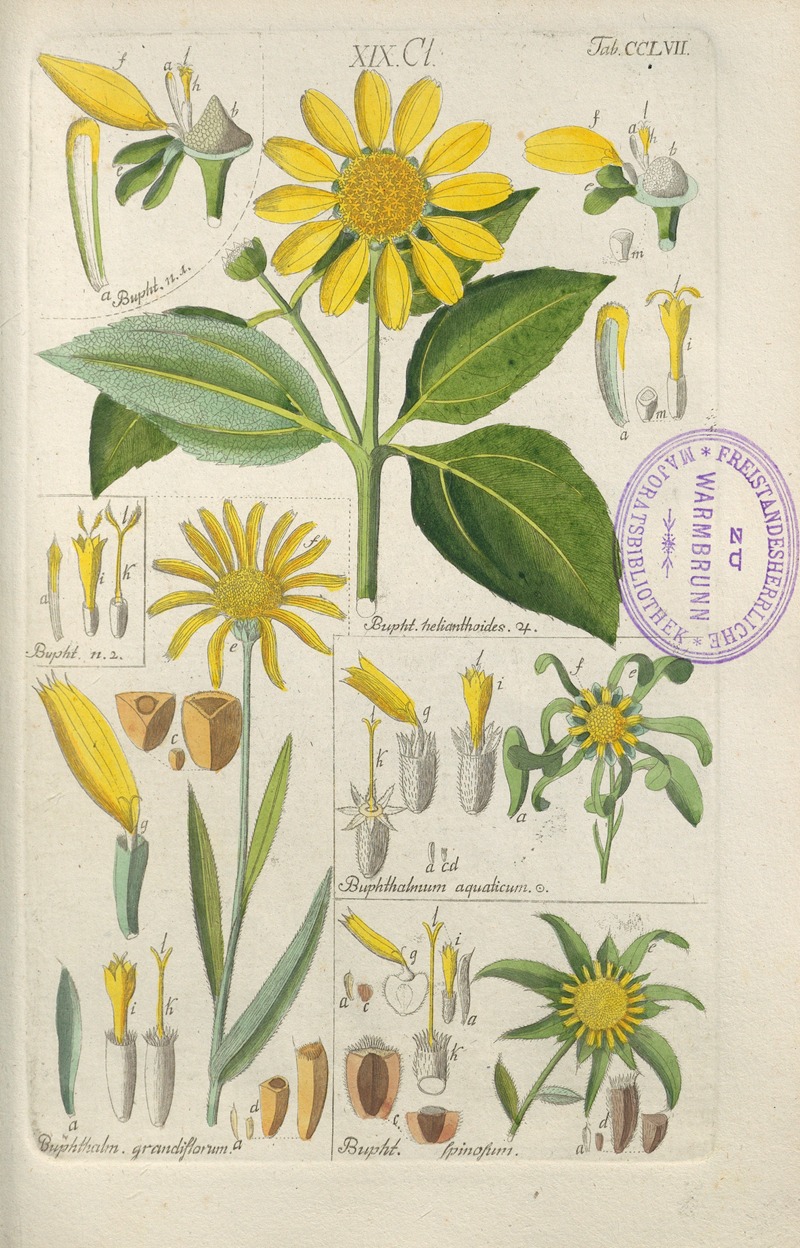 Botanisches Handbuch Pl.49 by Christian Schkuhr, 1808 — digital art print download