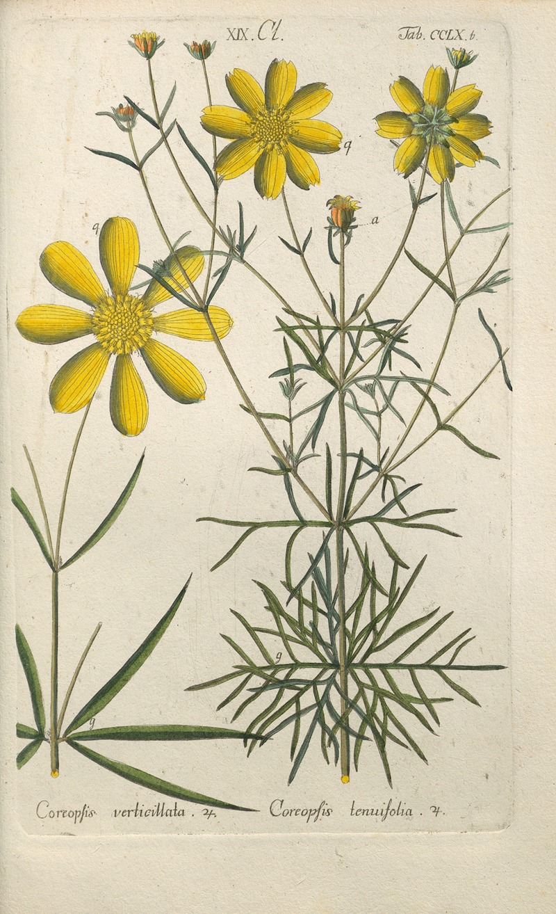 Botanisches Handbuch Pl.53 by Christian Schkuhr, 1808 — digital art print download