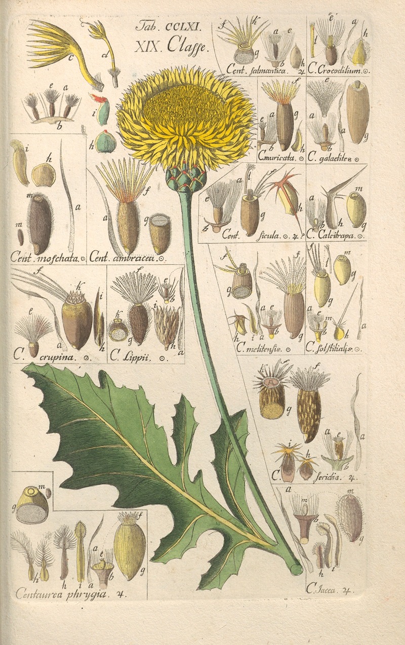 Botanisches Handbuch Pl.54 by Christian Schkuhr, 1808 — digital art print download