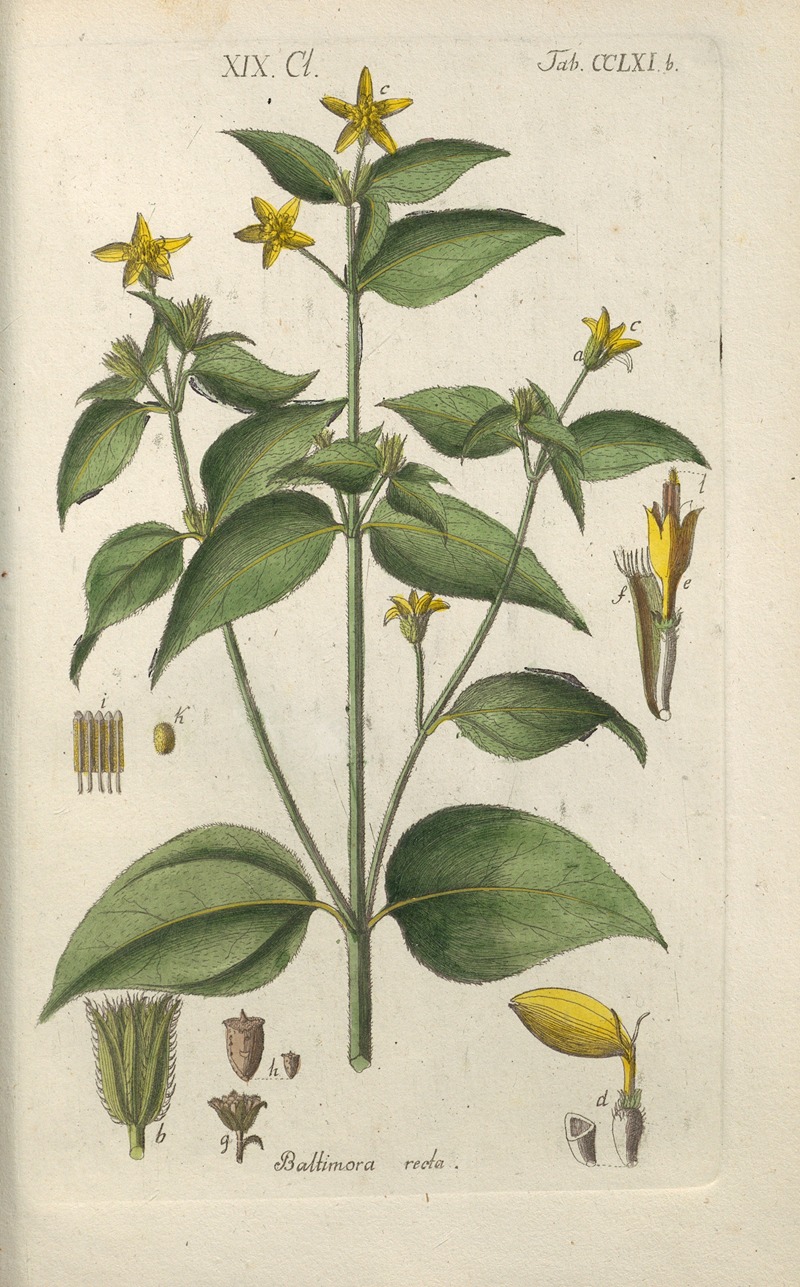 Botanisches Handbuch Pl.55 by Christian Schkuhr, 1808 — digital art print download