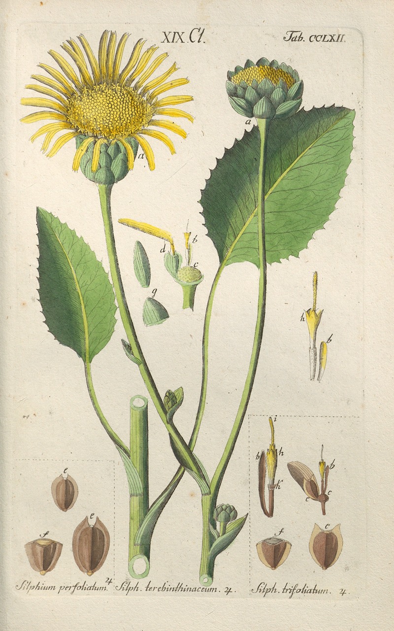 Botanisches Handbuch Pl.56 by Christian Schkuhr, 1808 — digital art print download