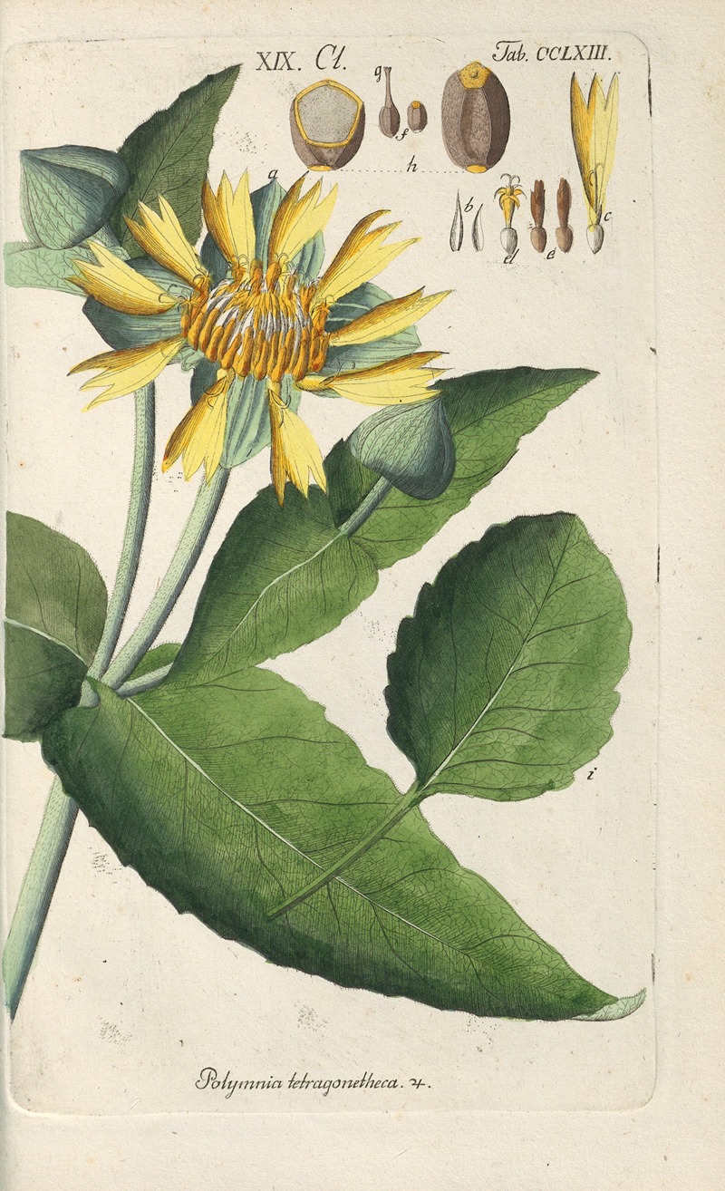 Botanisches Handbuch Pl.57 by Christian Schkuhr, 1808 — digital art print download