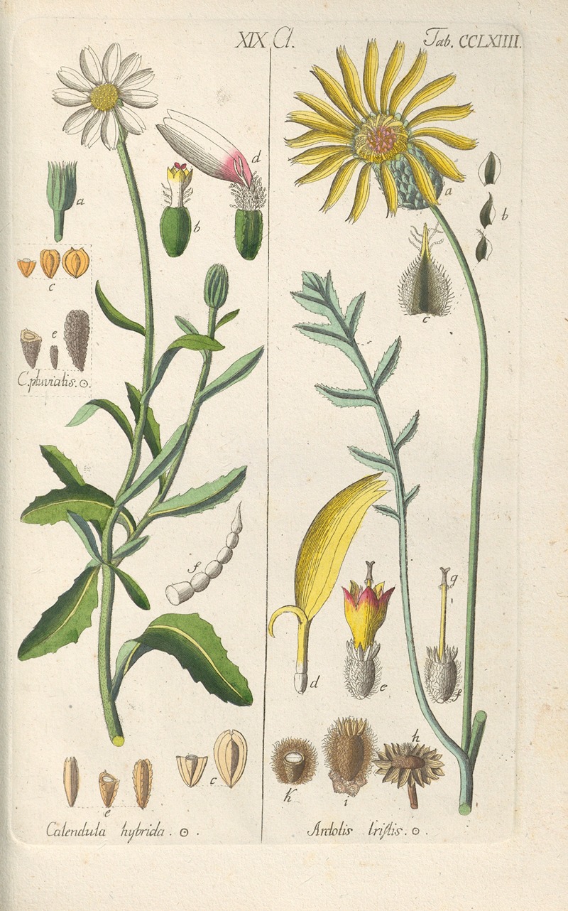 Botanisches Handbuch Pl.58 by Christian Schkuhr, 1808 — digital art print download