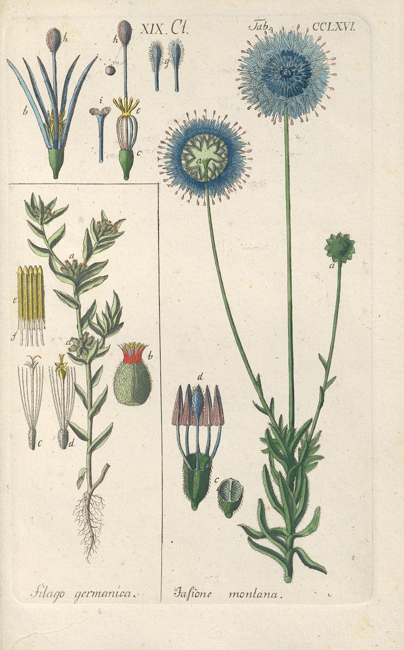 Botanisches Handbuch Pl.60 by Christian Schkuhr, 1808 — digital art print download