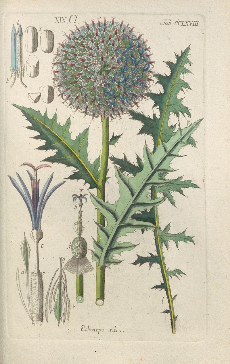 Botanisches Handbuch Pl.62 by Christian Schkuhr, 1808 — digital art print download