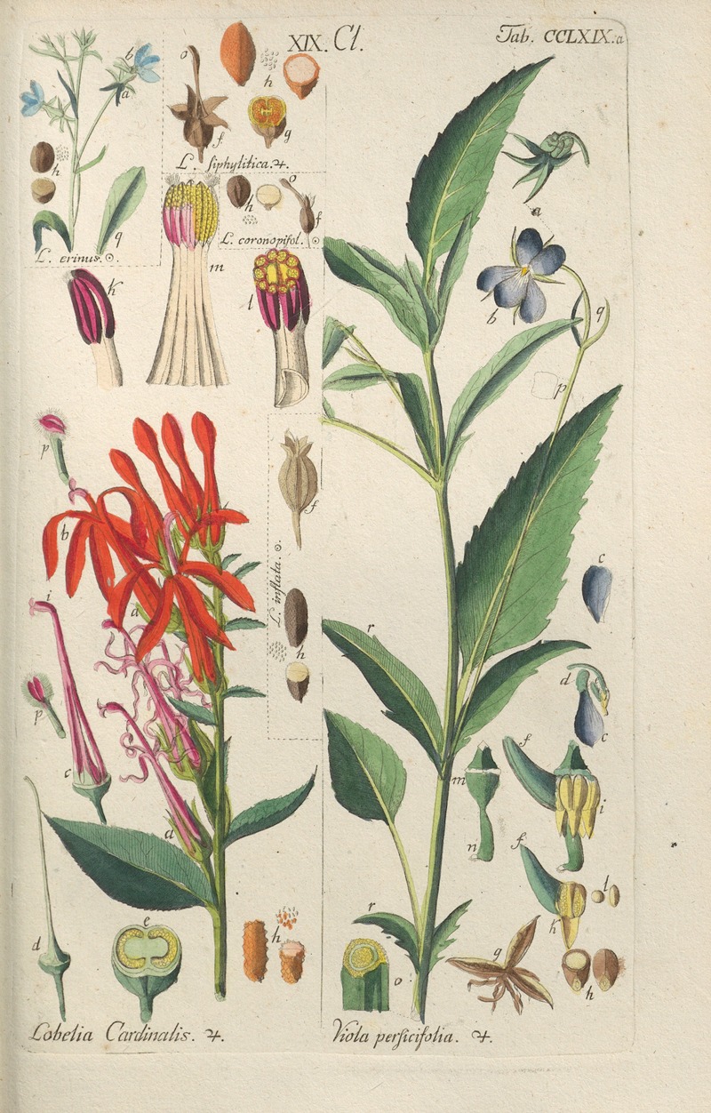 Botanisches Handbuch Pl.63 by Christian Schkuhr, 1808 — digital art print download