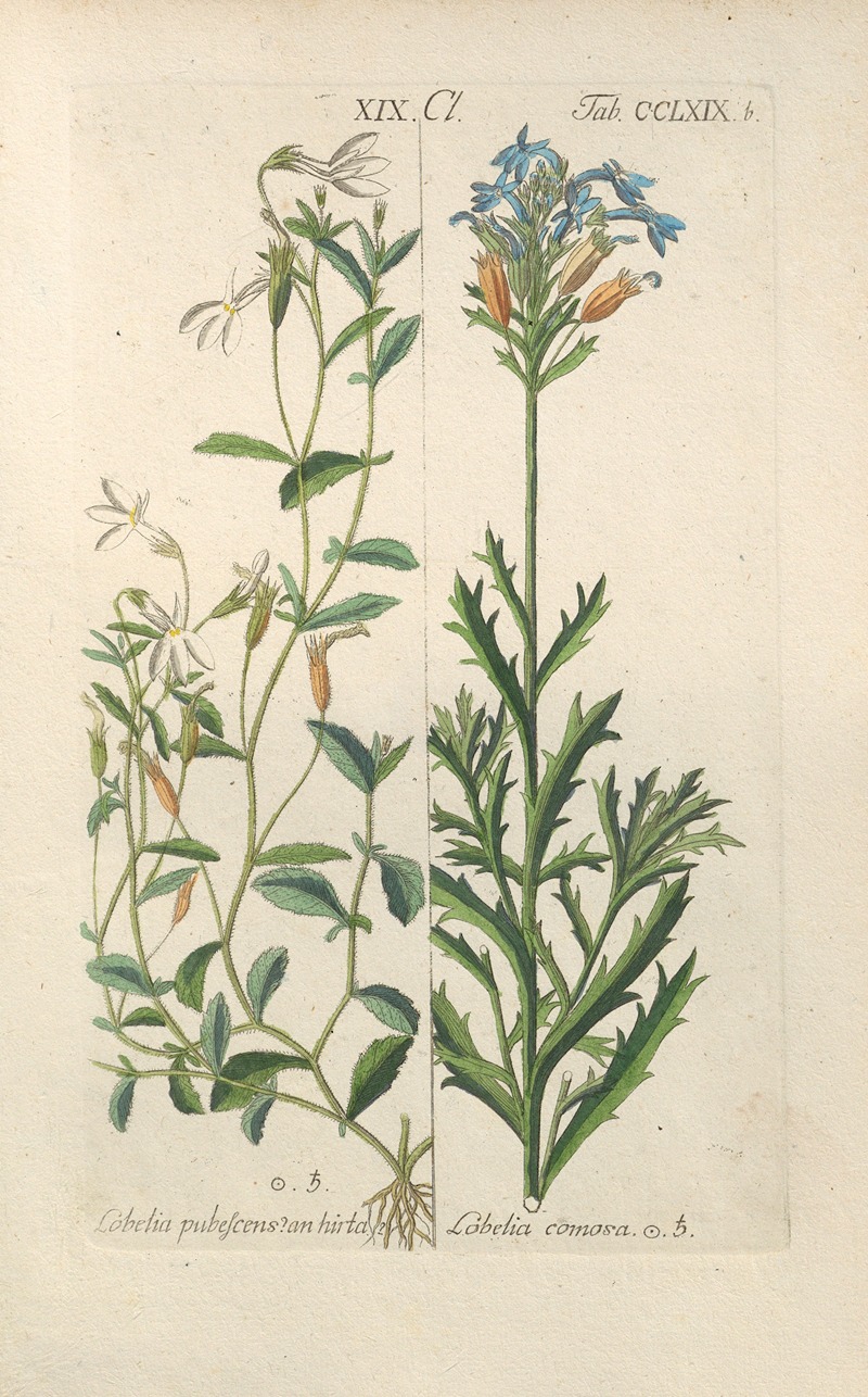 Botanisches Handbuch Pl.64 by Christian Schkuhr, 1808 — digital art print download